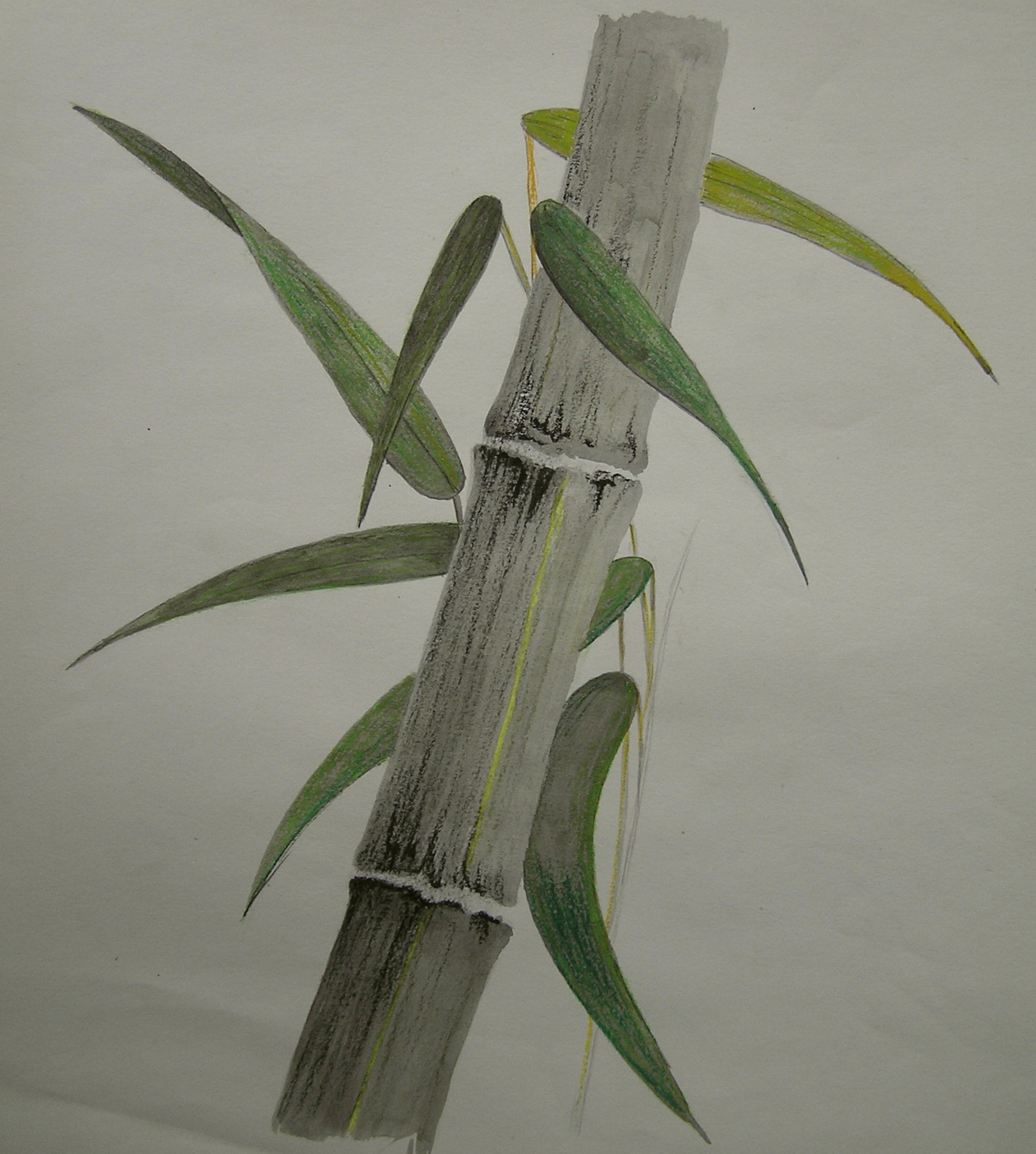 Bambu culm